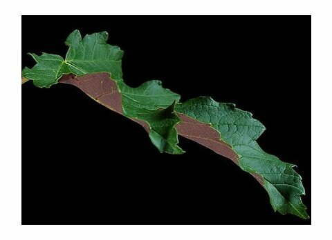 Javor Faassen´s Black mléčný, v květináči 150/160 cm Acer platanoides Faassen´s Black